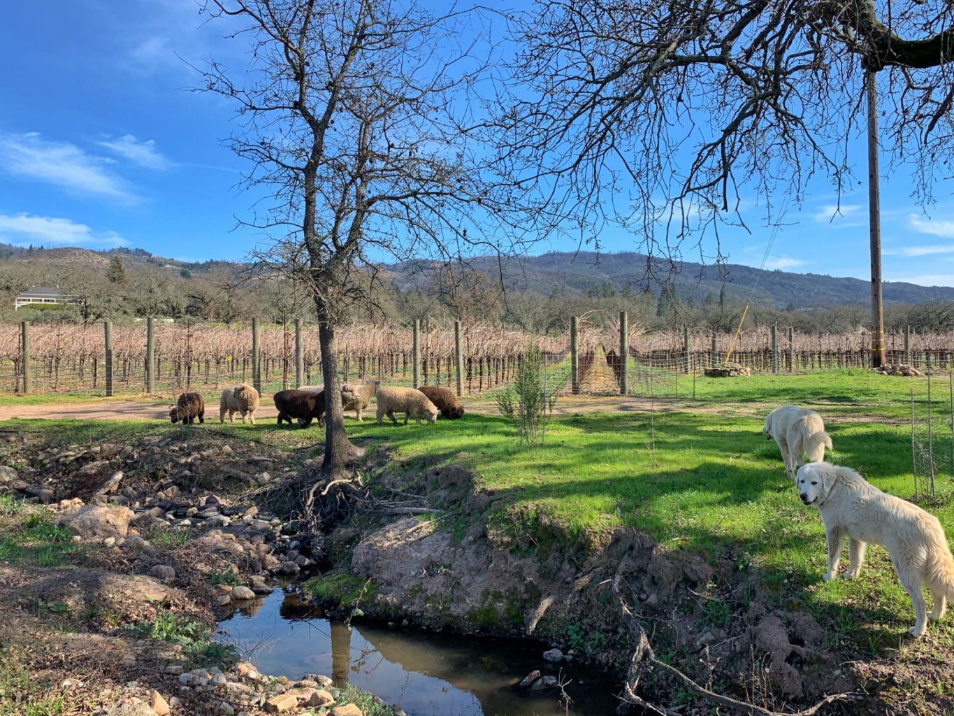 Beltane Ranch • Vineyard, Estate Wines, Gardens and Farm Stay Inn ...