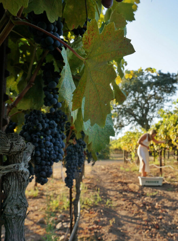 Beltane Ranch • Vineyard, Estate Wines, Gardens and Farm Stay Inn ...