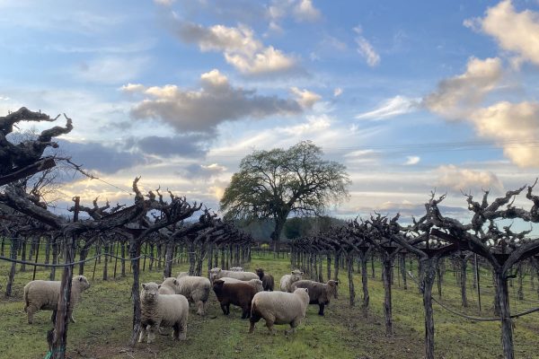 sheep.in.vineyard.IMG_0216-2